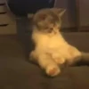 Banana cat 8