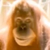 Dross sacando el dedo 11