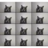 😼Gato•Cat•Michi😼 8
