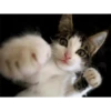 Gatinhos  7