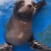 Reações animais  6
