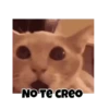 Gatos responden 🐱🌟 15