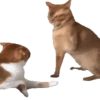 Animales Tiktoks 🤣 13