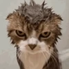 Reações animais  8