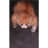 Gatinho 15