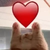 ANIMALITOS 🥺😍 5