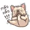 Dog 15