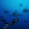Peces marinos 13