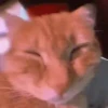 ANIMALITOS 2 🥺😍 9