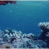 Peces marinos 25