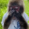 🙈Reacciones de Monos/Monkeys🙉 8