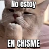 😼Gato•Cat•Michi😼 5