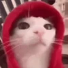 Gato | cat 🐈 5