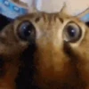 🐱 Fisheye-lens pets 12