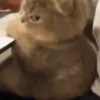 ANIMALITOS 2 🥺😍 10