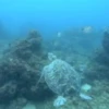 Peces marinos 7