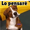 Axy Linda San-Fre 2026 (7) 8