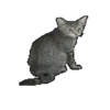Gatinho 21