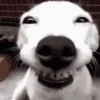 Reações animais  12