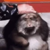 Macacos 5