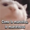 😼Gato•Cat•Michi😼 11