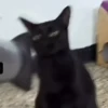 🧿La Gata Loca Tik Tok🐈‍⬛😵‍💫 7