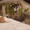 🐱 Fisheye-lens pets 8