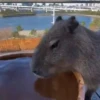 Capibara ✨ 5