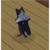 Gatinho 8