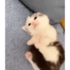 New  14
