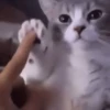 Gatinho 20