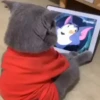 Animaizinhos fofos 9