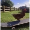 Animais 6