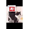 Pablo gifs 8