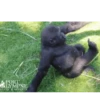 Funny Animals 17