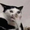 Mood molestar 5