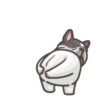 Dog 24