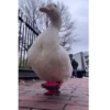 Patos 11
