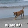Cats and dogs 12