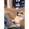 Gif3 6