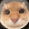 ANIMALITOS 2 🥺😍 24
