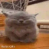 GATITOS 😸 5