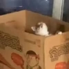 😻🐈‍⬛ Cats 5 M Tiktok 📱 6
