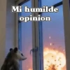 🧿 Tlacuache/ zariguella mov🦡 7
