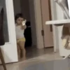 Tchau Tchau Baby 7