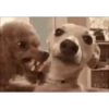 New Memes 5