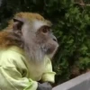 Macacos 18