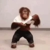 Macacos 6