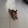 Gatos fofinhos 24
