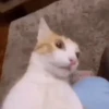GATITOS 😸 11